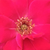Rdeča - Vrtnice Floribunda - Anne Poulsen®